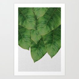 Banana Leaf III Art Print