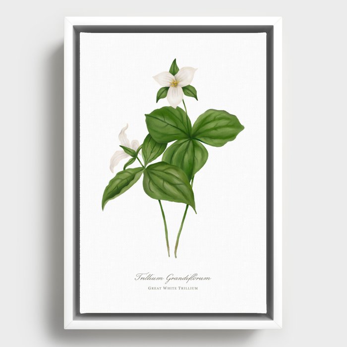 Great White Trillium Watercolour Botanical Framed Canvas