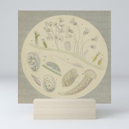 Pond Biology Mini Art Print