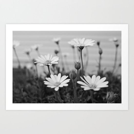 Backyard Daisies Art Print