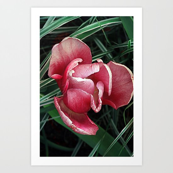 Vintage tulips(6) Art Print
