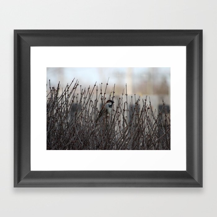 Chickadee in a Bush Framed Art Print