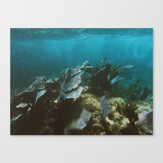 Mexican Caribbean Sealife Canvas Print
