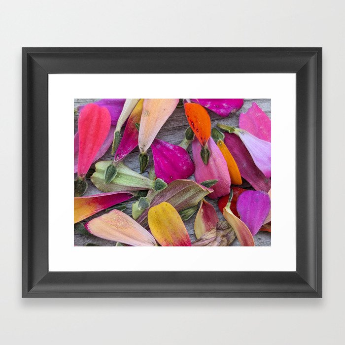 Colorful Zinnia Petals & Seeds Framed Art Print