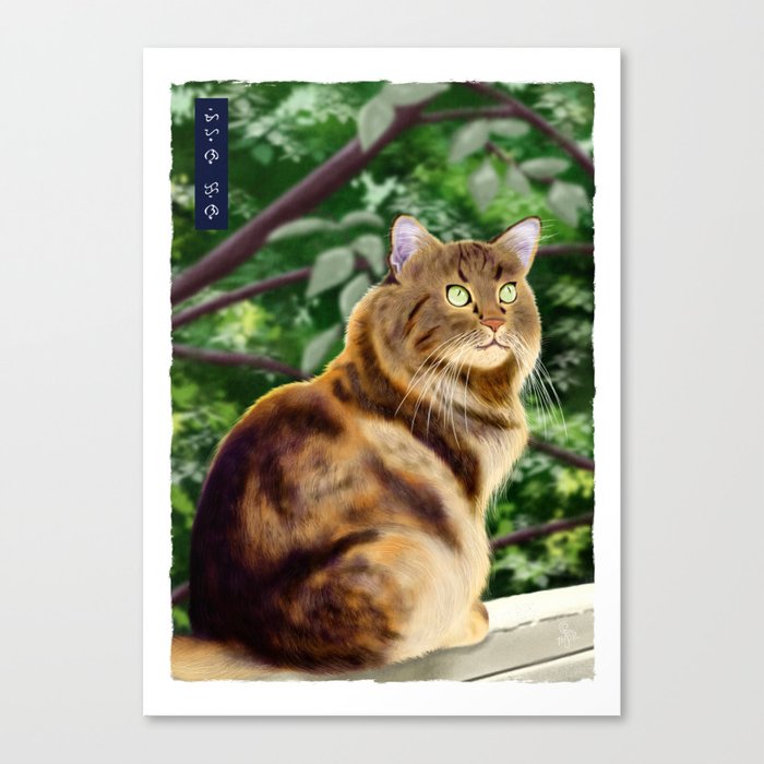 Maine Coon - White Canvas Print