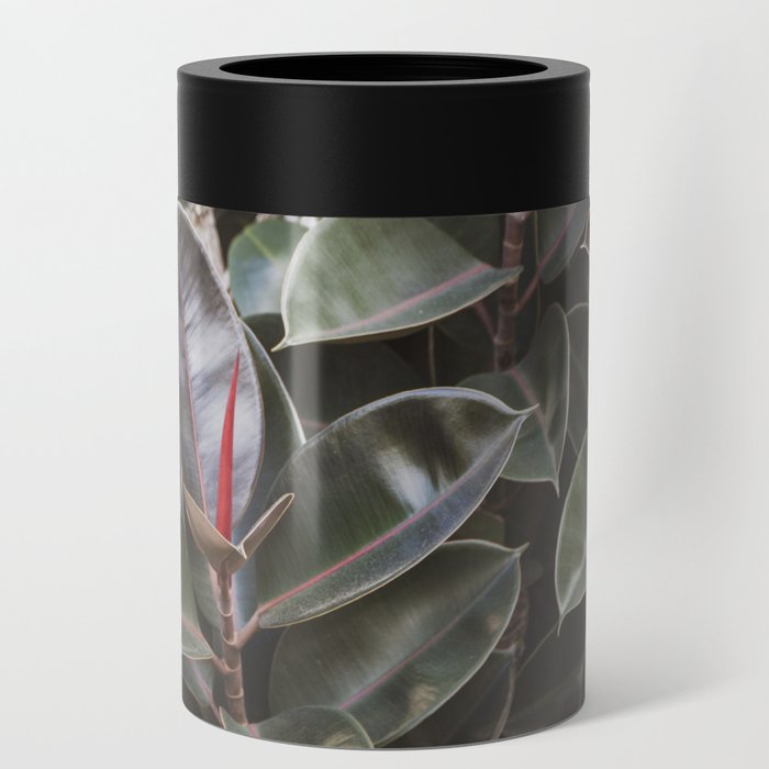 Vintage Ficus  |  The Houseplant Collection Can Cooler