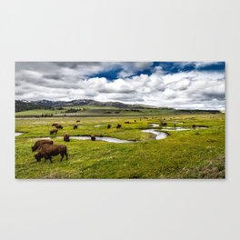 Yellowstone, Home on the range, American buffalo / bison grazing in spring fields of green river prairie landscape color photograph / photography Canvas Print