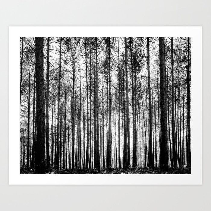 FREE USA SHIPPING! Available in Many Sizes Print or Matted Black and White Photo-Sunlight through the Forest Trees Photograph