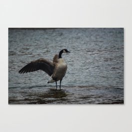 Showing Her Dominance Canvas Print