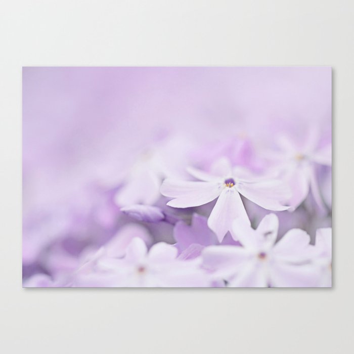 Purple Phlox Canvas Print
