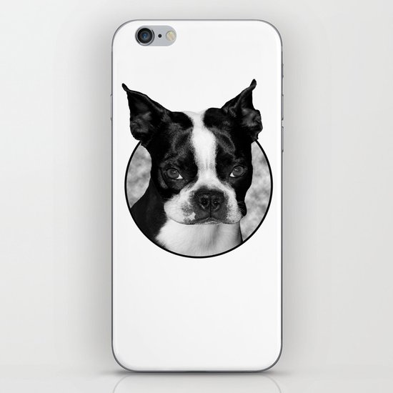 Boston Terrier Head Shot iPhone & iPod Skin