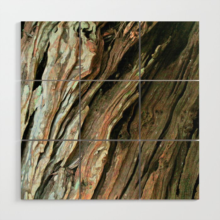 old olive tree weathered