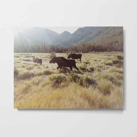 Three Meadow Moose Metal Print