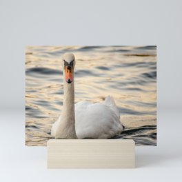 A swan staring at the camera Mini Art Print
