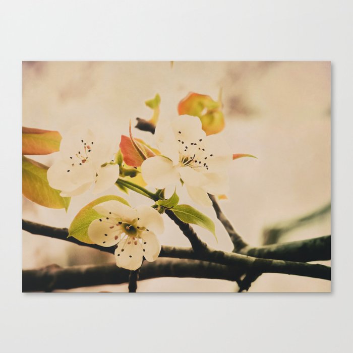 Spring Botanical -- Pear Tree in Flower Canvas Print
