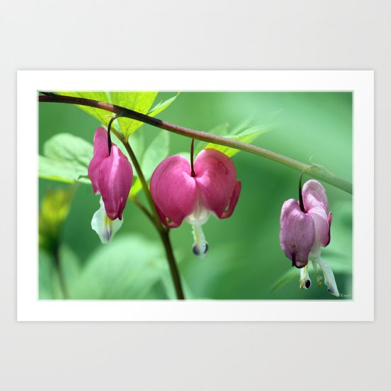 Bleeding Hearts Art Print