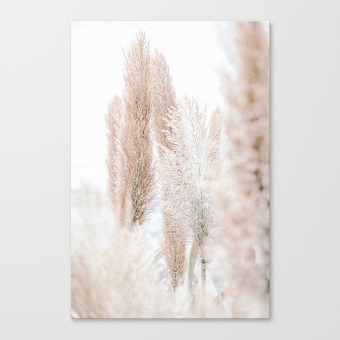 PAMPAS REED OF MADEIRA 01 Canvas Print