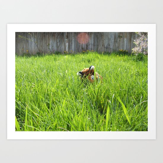 Backyard Wildlife Art Print