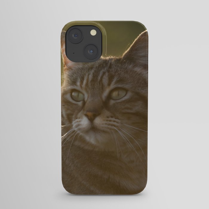 Tabby kitty iPhone Case