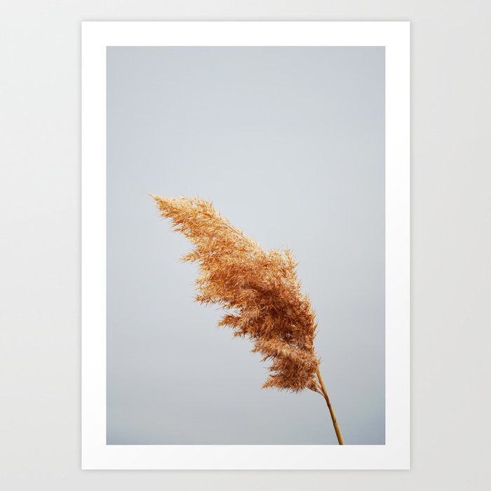 Reed Grass | Dry Plant Photo | Minimalist Nature Photography Art Print