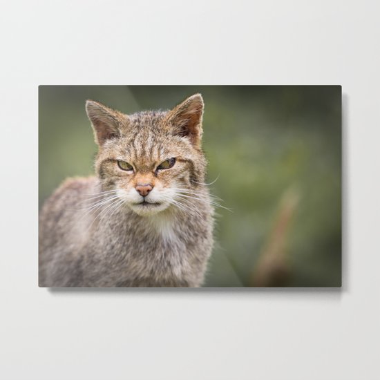 Scottish Wildcat Metal Print