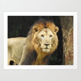 Lion the King of Beasts Art Print