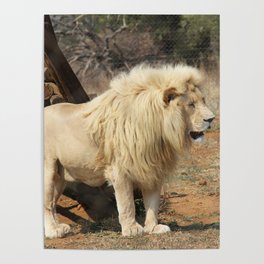 South Africa Photography - Beautiful Lion Standing By Some Timber Poster