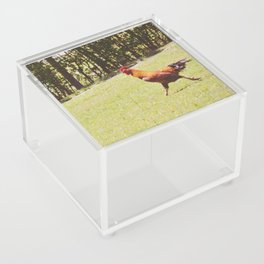 The great escape of a chicken | Animals running | Farm Photography Acrylic Box