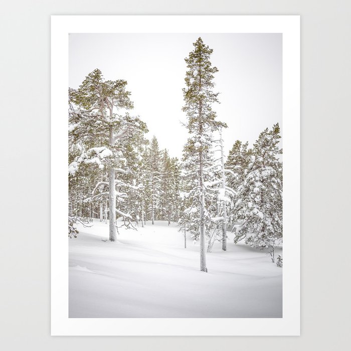 White Snow Wonderland with Trees Lapland Finland  Art Print