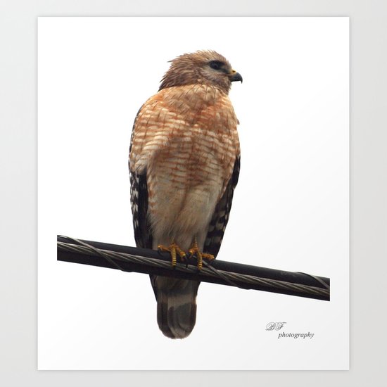 Falcon Wire Art Print
