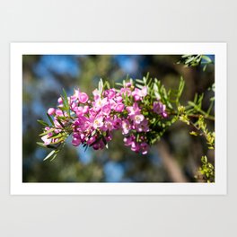 Small Pink Boronia Art Print | Reserve, Small, Photo, Flower, Cowan, Muogamarra, Nature, Wild, Ross, Campbell 
