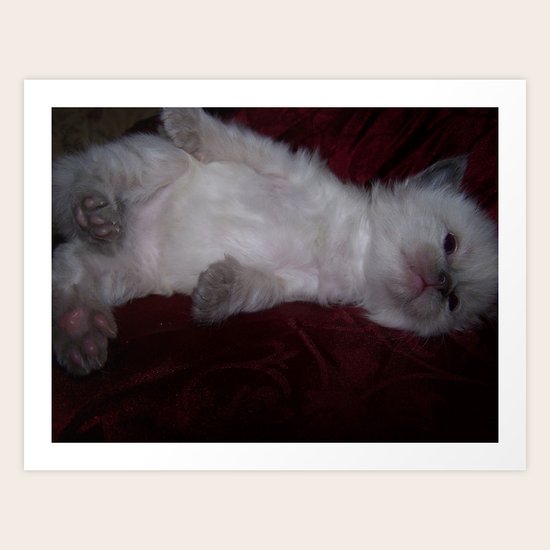 Contentment Art Print