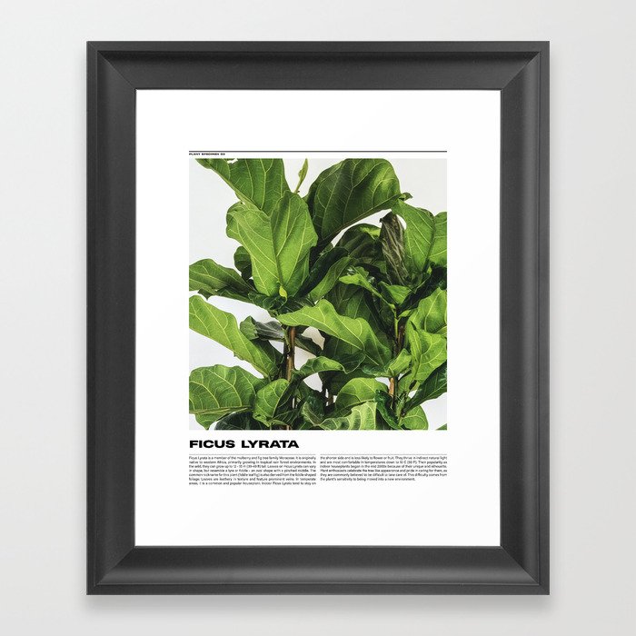 Fiddle Leaf Fig Informational Plant Poster Framed Art Print