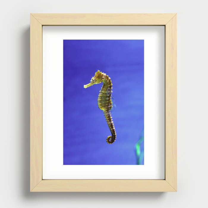 The Darling Seahorse Recessed Framed Print