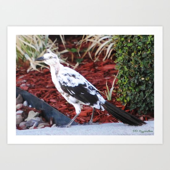 Partial Albino Grackle Art Print