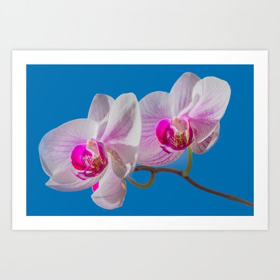 Orchid Art Print