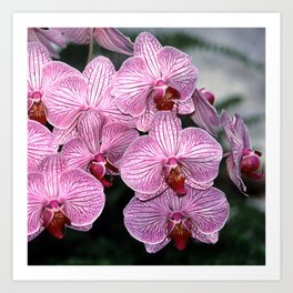 Pink Butterfly Phalaenopsis Orchid Art Print