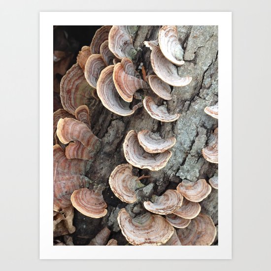 Fungi III Art Print