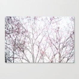 Tree Blossom | Spring time in New York City Canvas Print