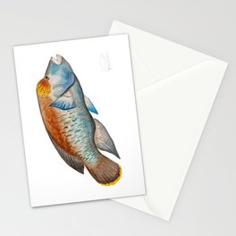 Humphead Wrasse - Cheilinus undulatus Stationery Card