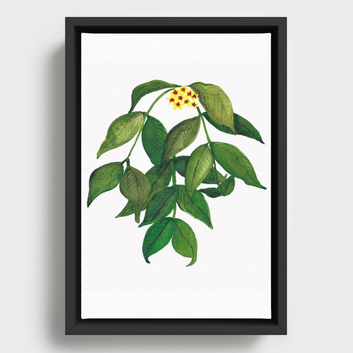 Hoya Polyneura Plant Framed Canvas