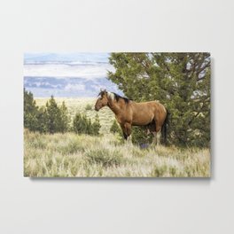 Stallion Relaxing on So Steens Mountain Metal Print | Oregonphotographer, Animal, Horse, Belindagreb, Outdoors, Photograph, Outdoor, Art, Mammal, Wildhorse 