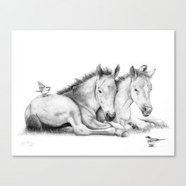 Twin Foals Canvas Print