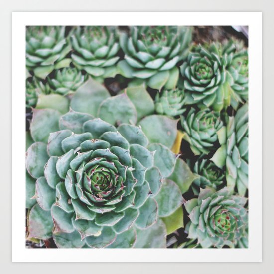 Succulents I Art Print