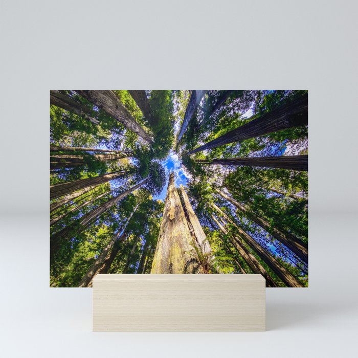 Redwood Trees Sky Mini Art Print