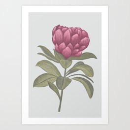 Protea Flower Illustration  Art Print