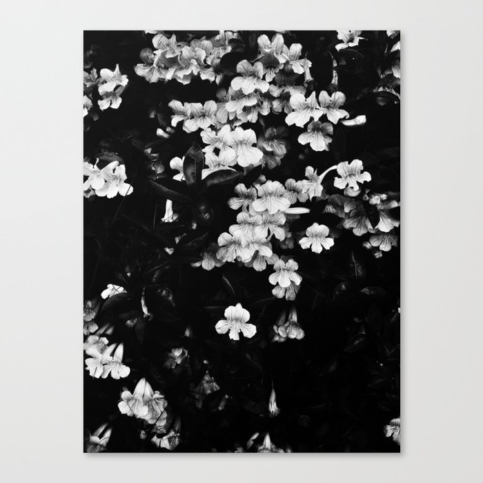 Trumpet Flowers (Black & White) Leinwanddruck Trumpet Flowers (Black & White) Leinwanddruck