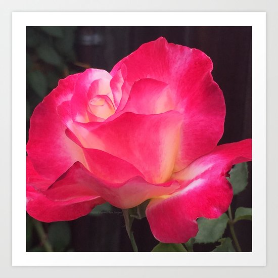 Grandma's Beautiful Rose Untouched Art Print
