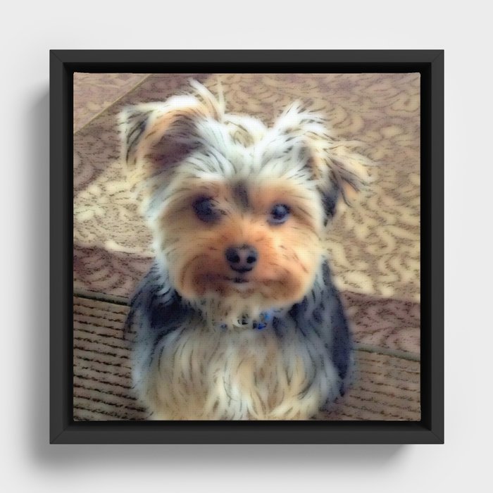 Yorkshire Terrier Dog - Always Thinking of You Framed Canvas