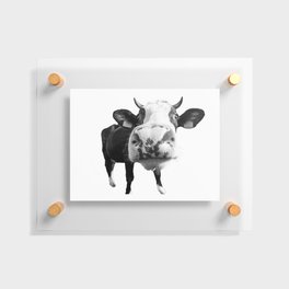 Inquisitive Cow Floating Acrylic Print